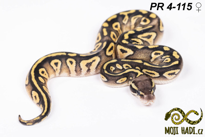 hadi na prodej, mládě, český chov hadů, odchov hadů, mojihadi.cz, Python regius, ballpython, krajta královská, Mojave Pastel, het Hypo